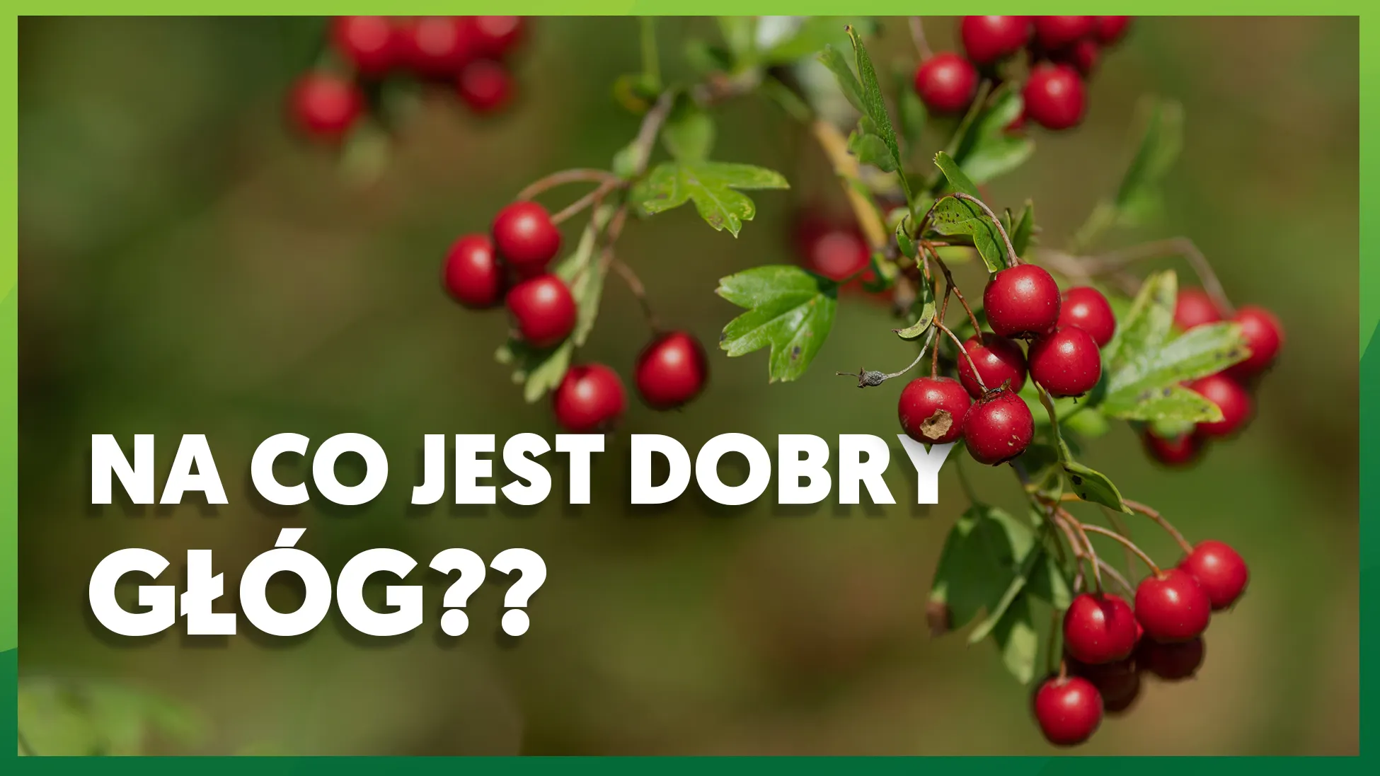 Na co jest dobry głóg? Ekstrakt z głogu: działanie 