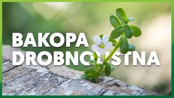 Bakopa drobnolistna: właściwości i działanie