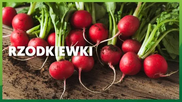 Jakie witaminy mają rzodkiewki? 