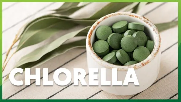 Chlorella: rano czy wieczorem?