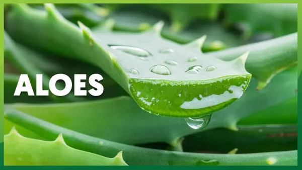 Na co działa aloes? Suplementy diety z aloesem