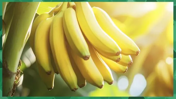 Jakie witaminy ma banan?