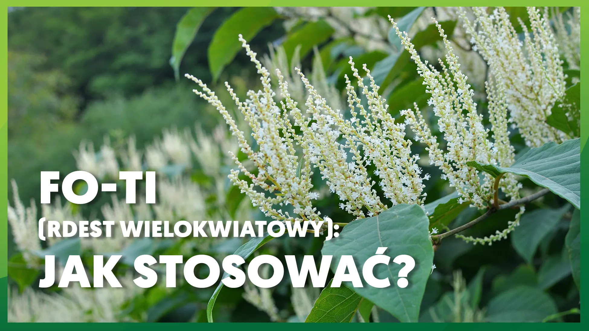 Fo-Ti (Rdest wielokwiatowy): jak stosować?