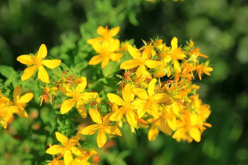 Dziurawiec Zwyczajny (ang. St. John’s Wort)