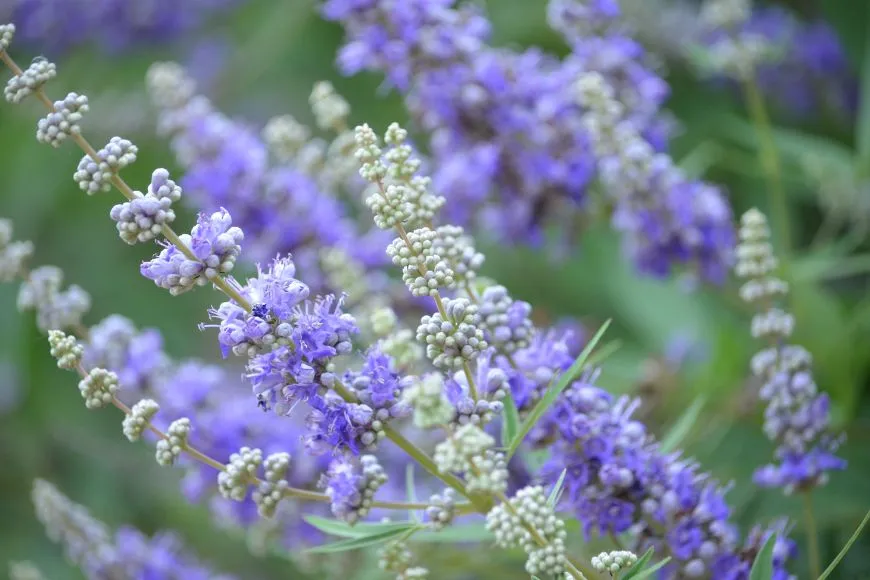 Agnus-castus