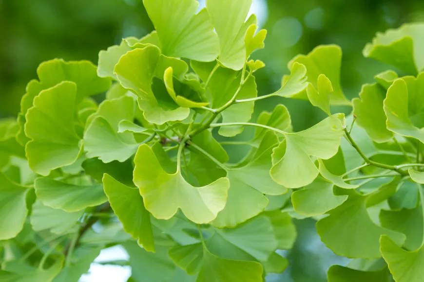 Ginkgo biloba