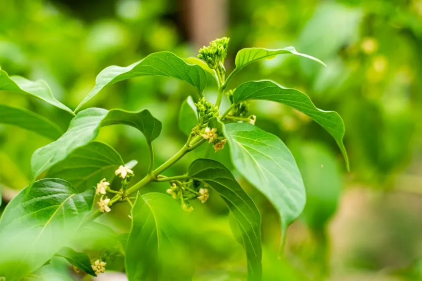 Gymnema Sylvestris