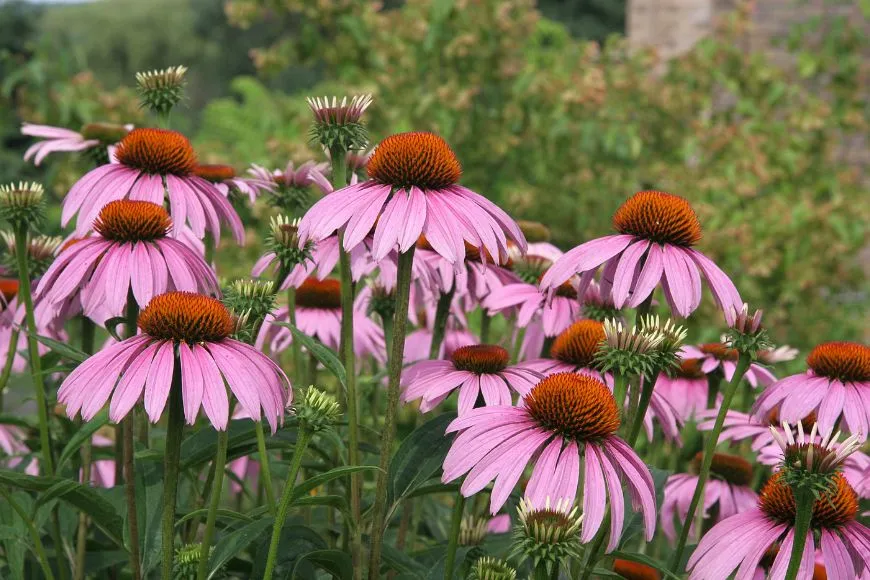 Echinacea