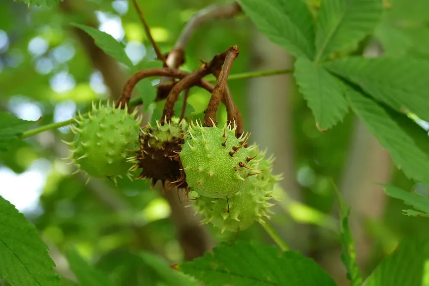 Horse Chestnut