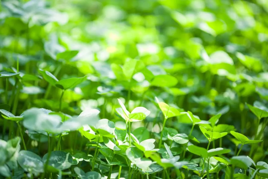 Red Clover, Koniczyna Łąkowa