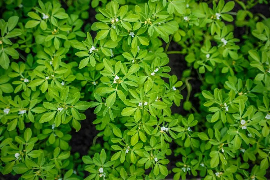 Kozieradka pospolita (Fenugreek)