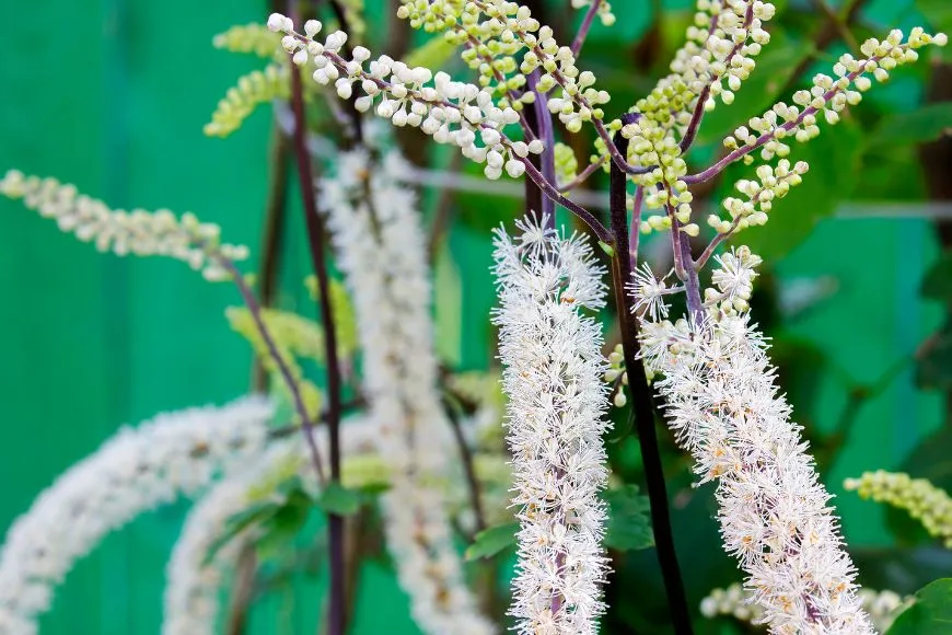 Black Cohosh Root