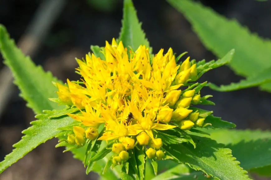 Rhodiola Rosea