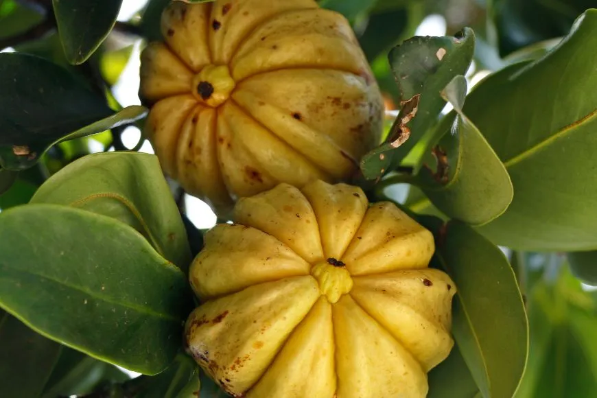 Garcinia Cambogia