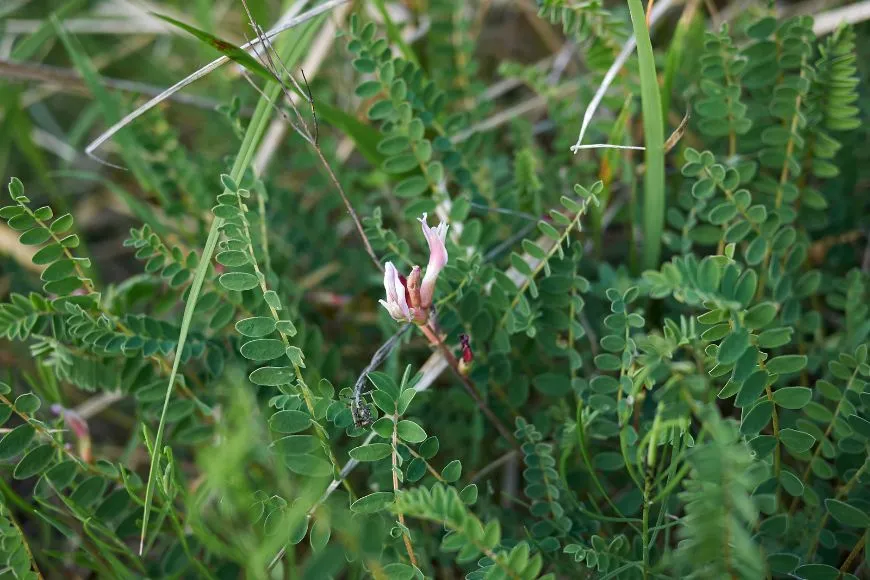 Astragalus