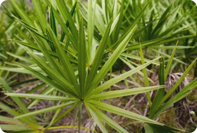 saw palmetto